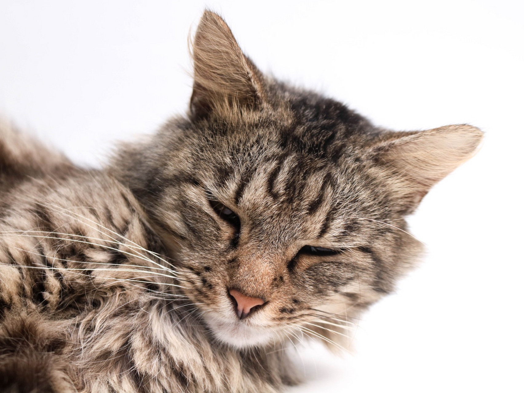 你家公猫突然兴奋异常,叫声震天还总盯着母猫眼巴巴?别担心!