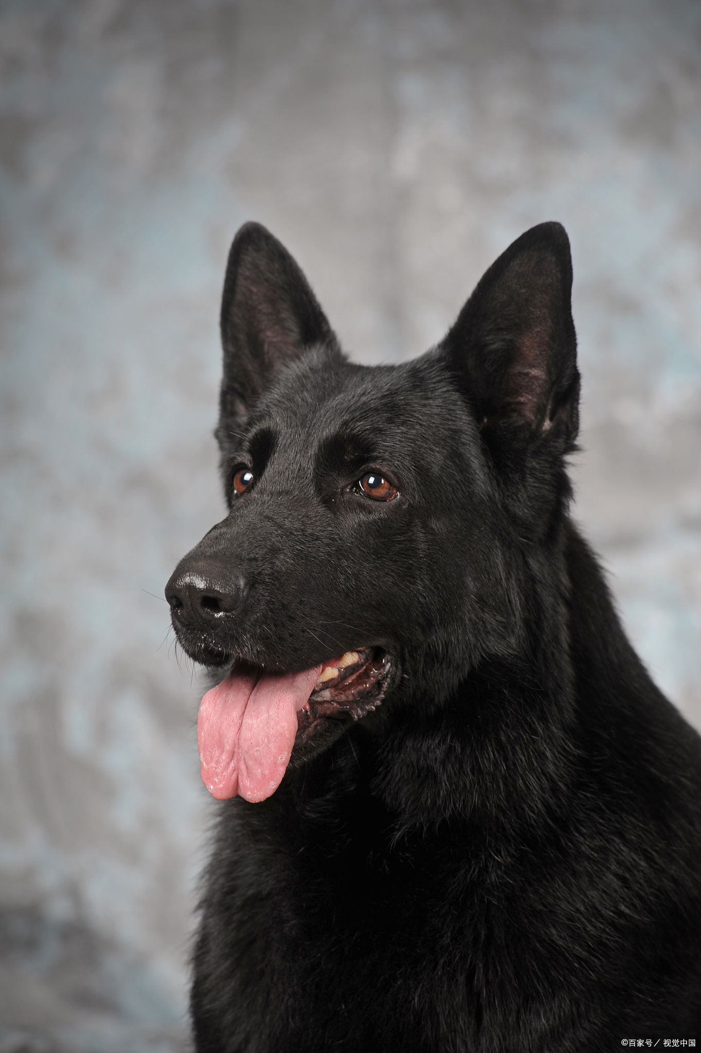 1363_2048竖版 竖屏