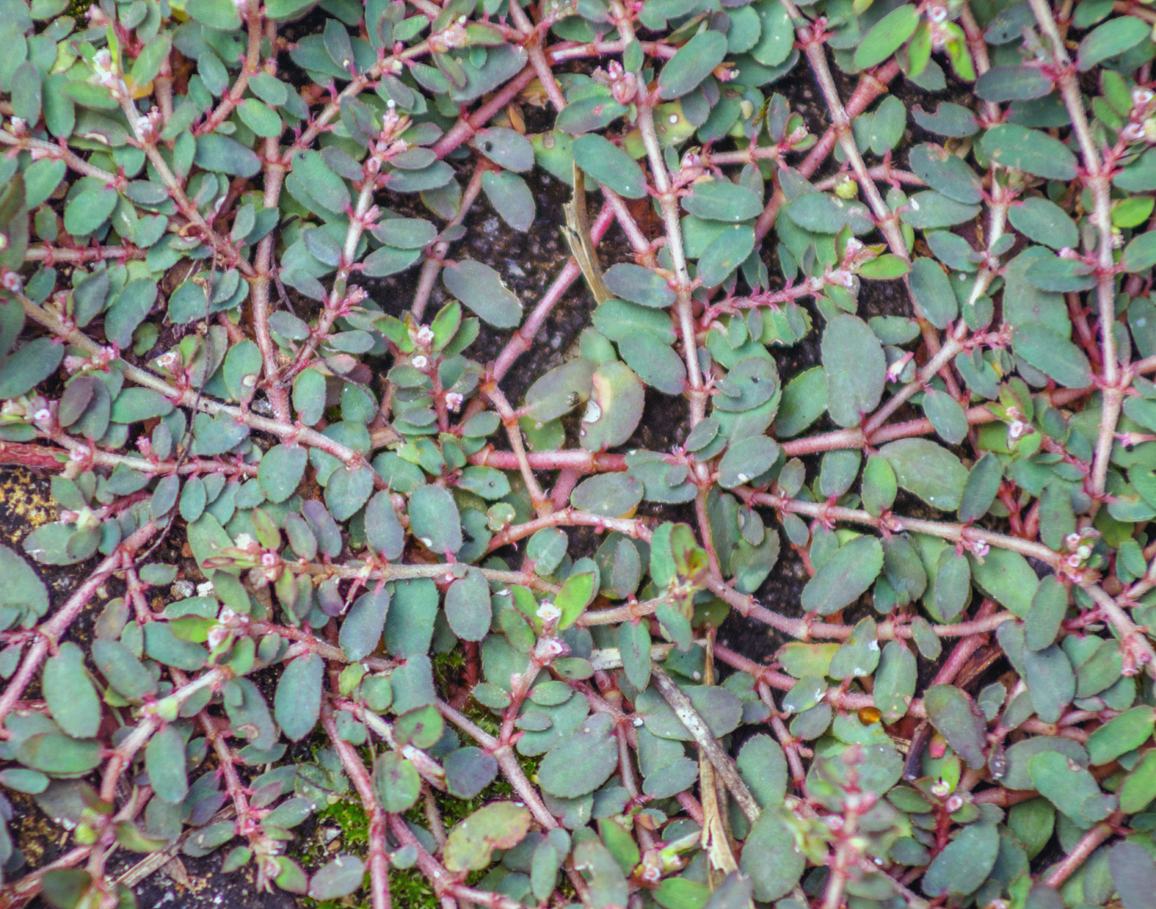 地锦草的鉴别方法包括观察其植物形态,生长环境,分布区域,采收和加工