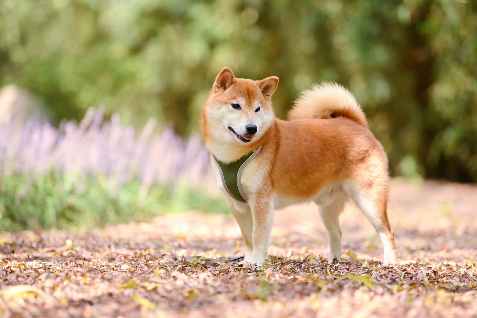 柴犬高清电脑壁纸横屏图片