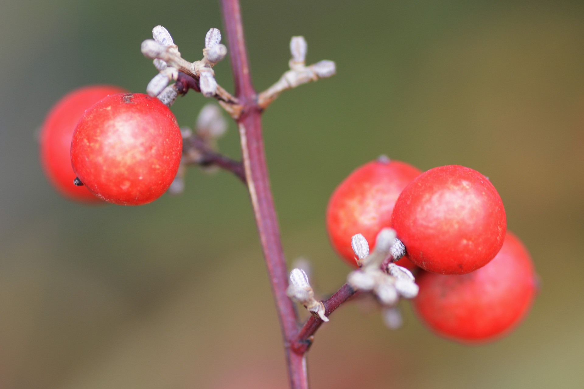 海棠果:可以直接吃的美味果实 海棠果,一种美味且营养丰富的水果,近年