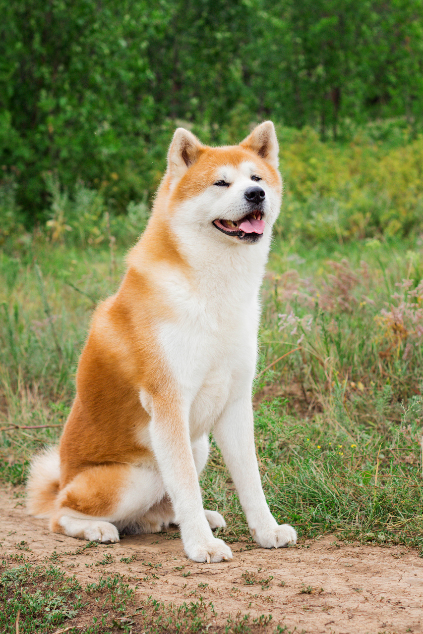 秋田犬是日本的国宝级犬种,被誉为日本最贵重的犬种 2
