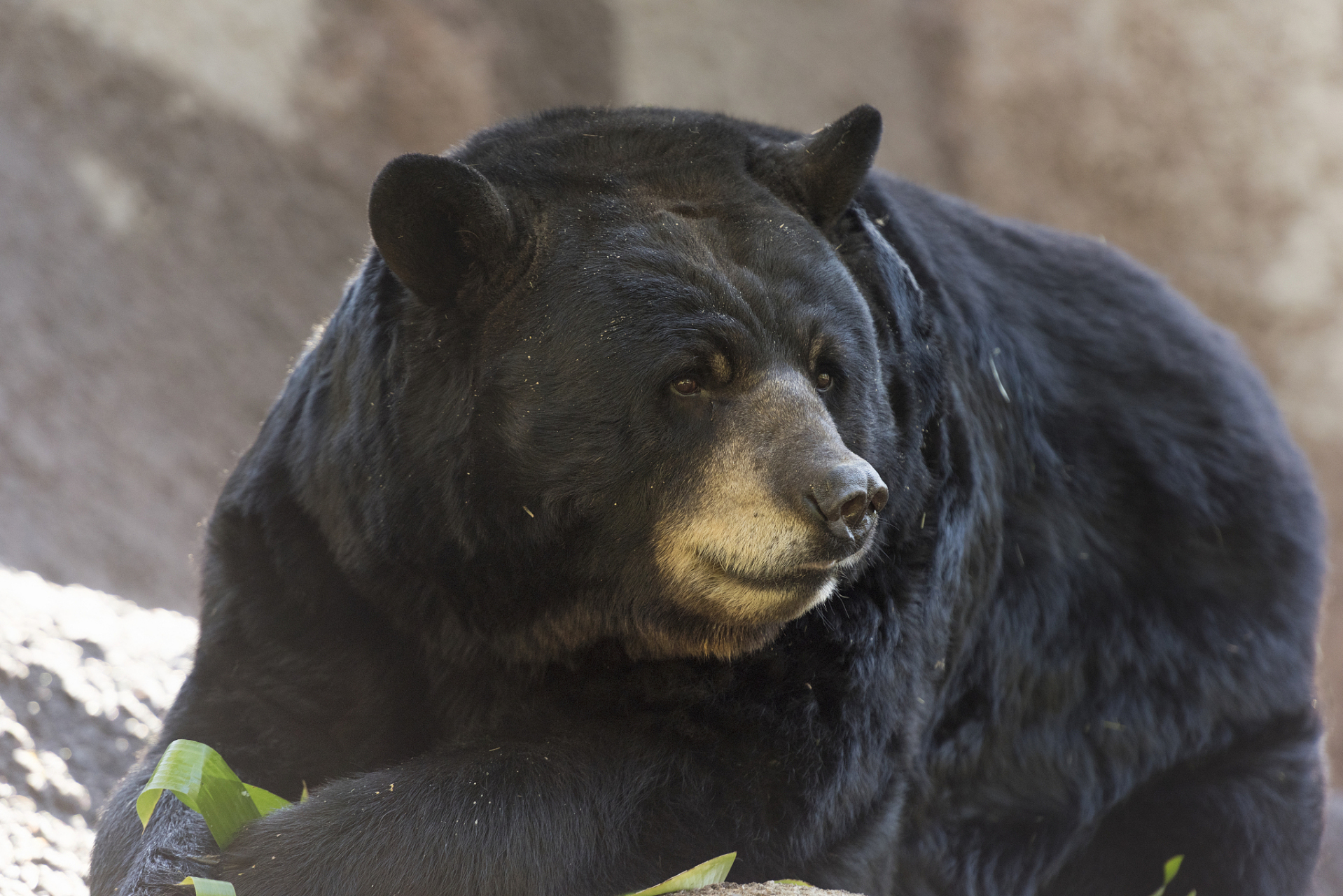 "胆熊"是熊科动物的胆囊,被用于中医治疗.然而,"活熊取胆"的方式使胆