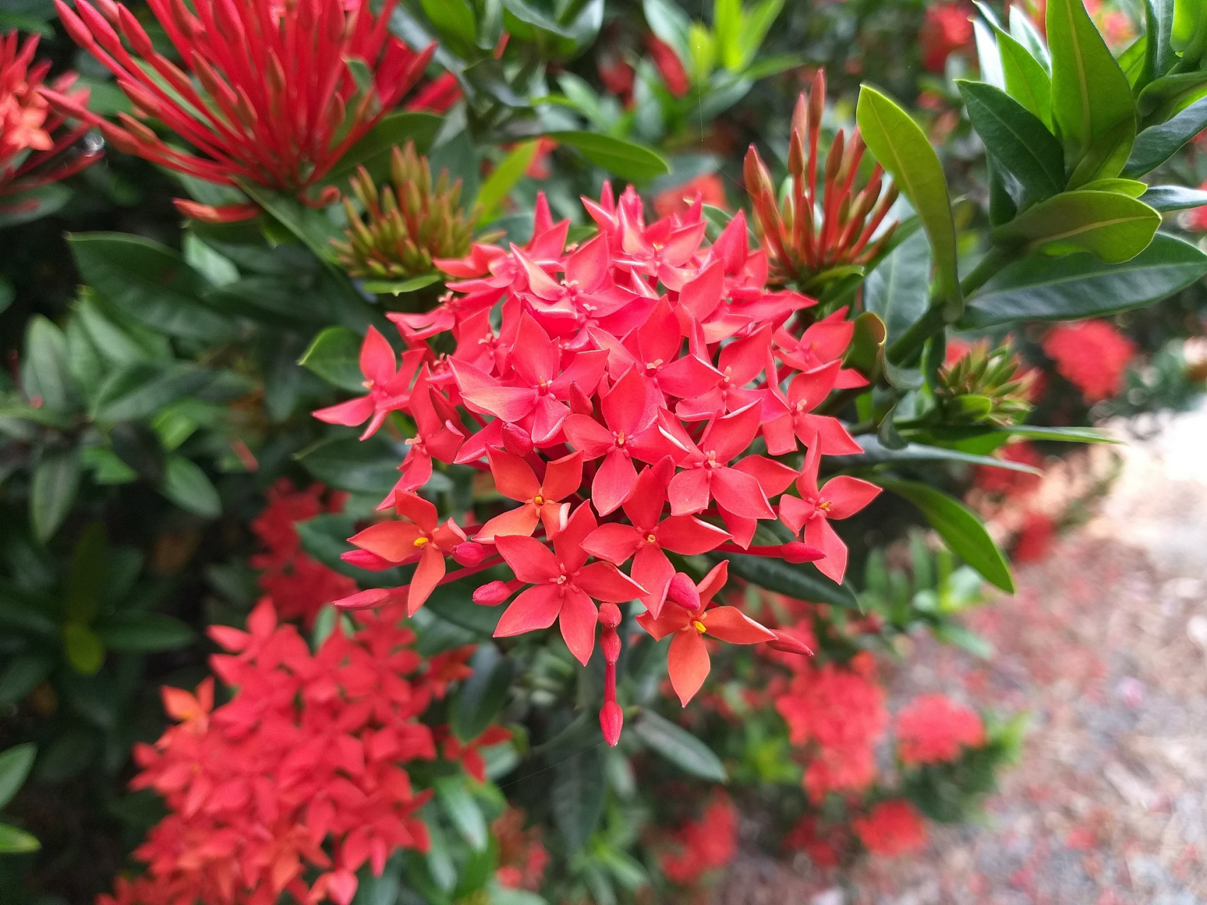 海岛龙船花的养殖方法和注意事项  海岛龙船花是一种热带花卉,因其