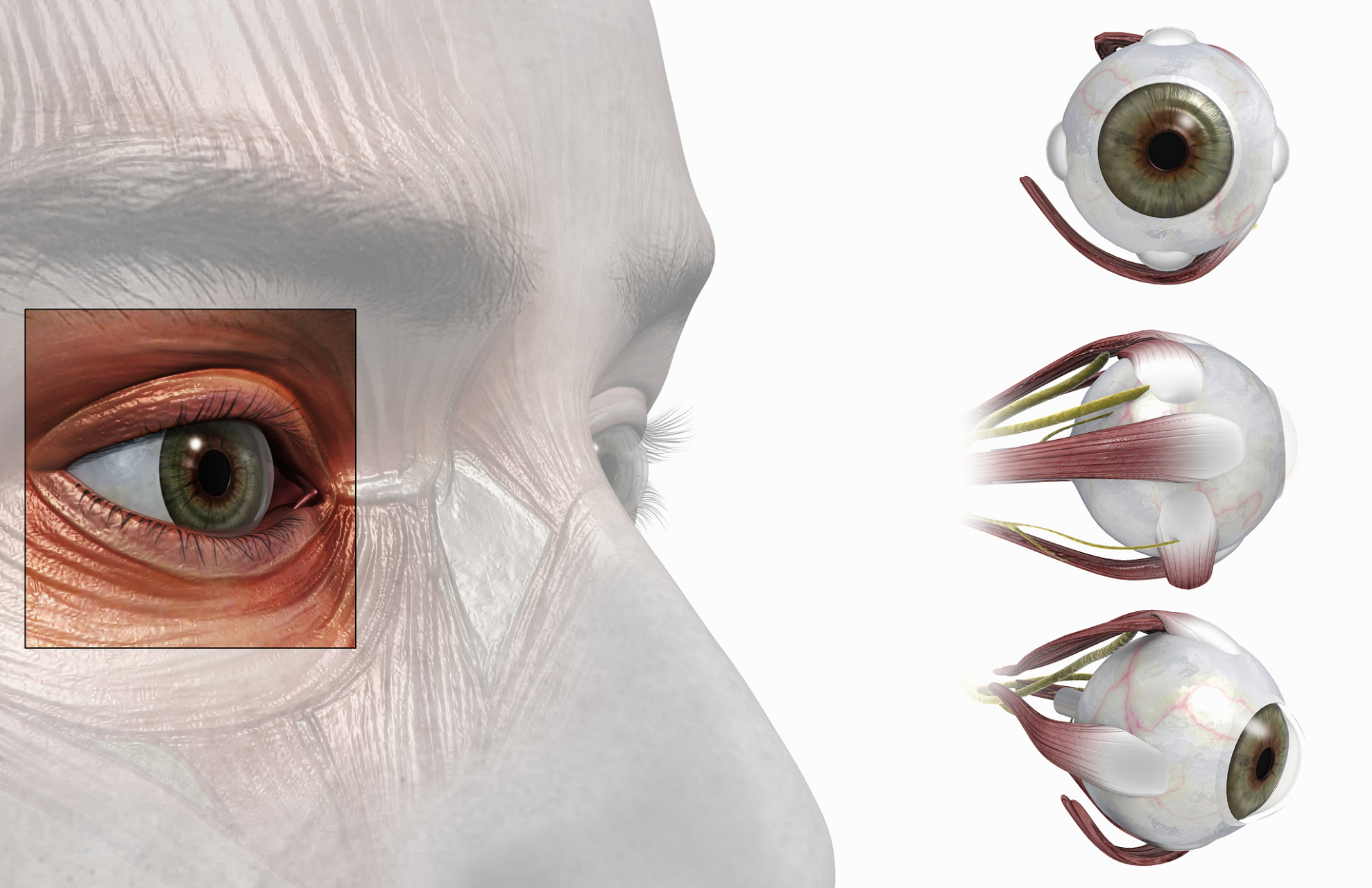 而让这个小小的窗口得以灵活转动,就是眼部肌肉的作用.