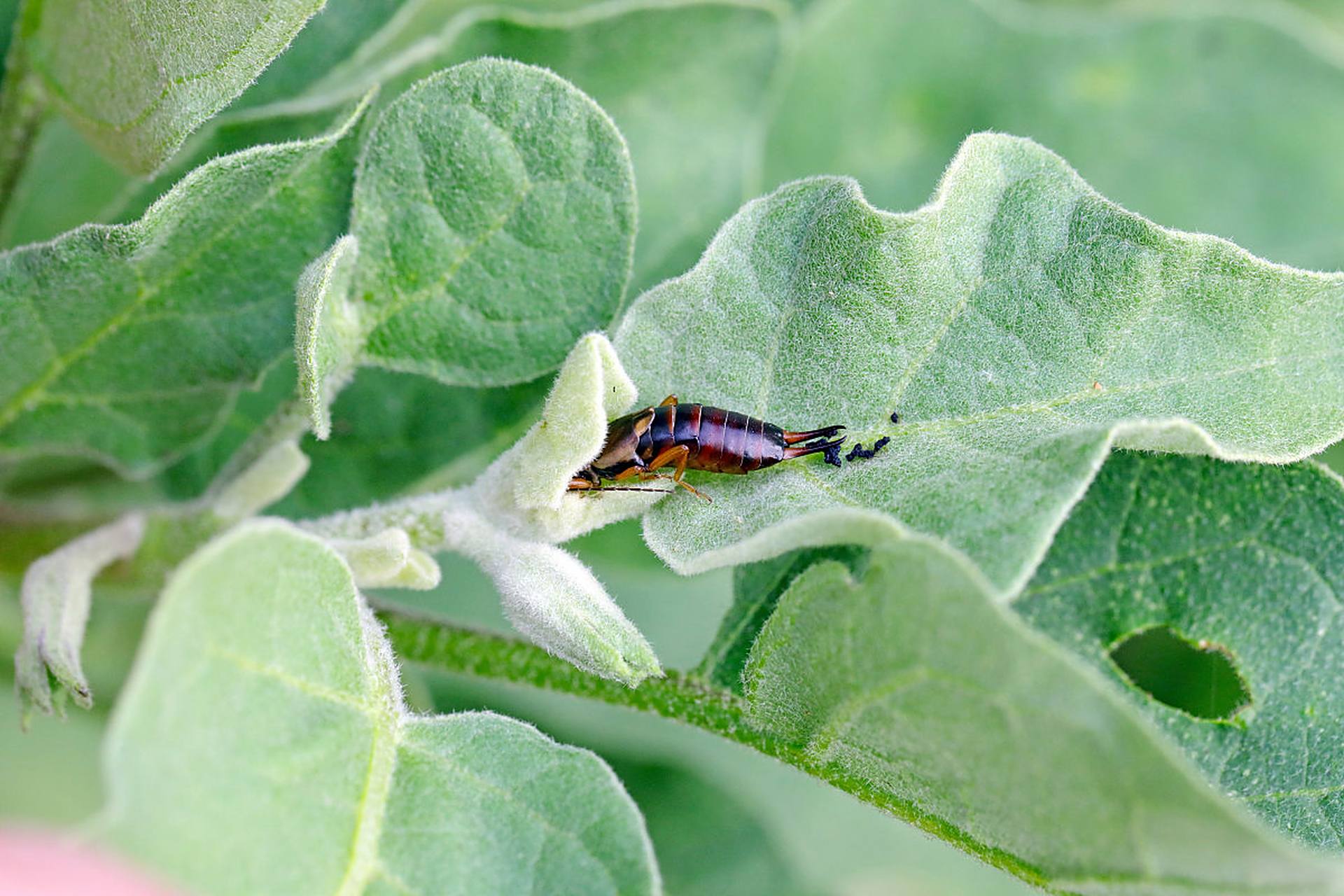 要消灭蠼螋,需保持家里干燥清洁,清理杂物和垃圾,使用杀虫剂和物理