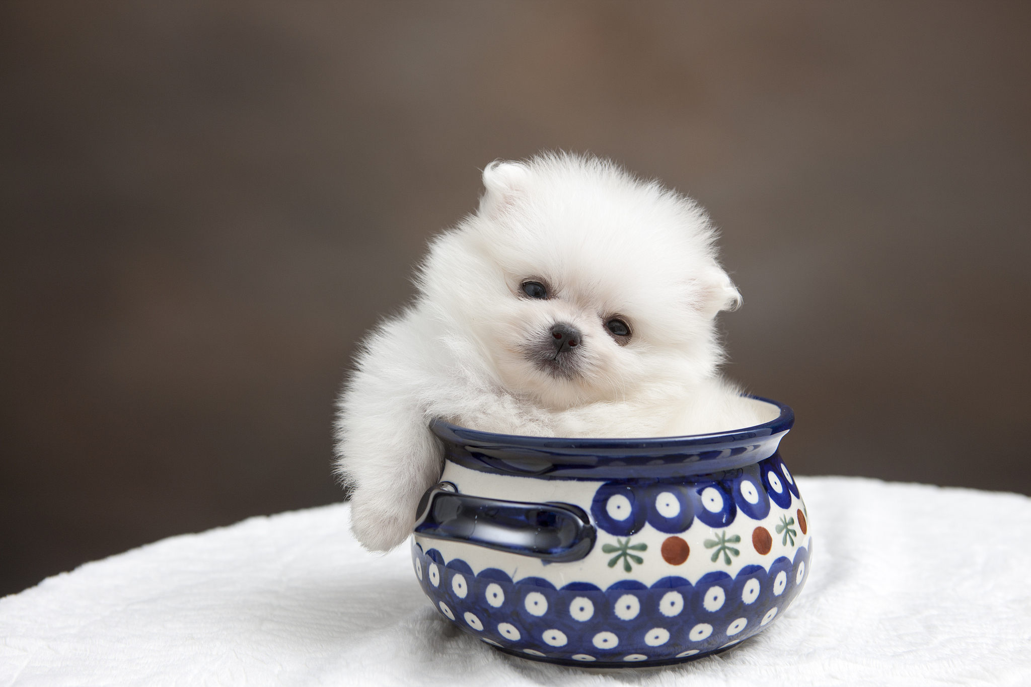 茶杯犬是可爱的小型犬,适合小户型家庭或公寓