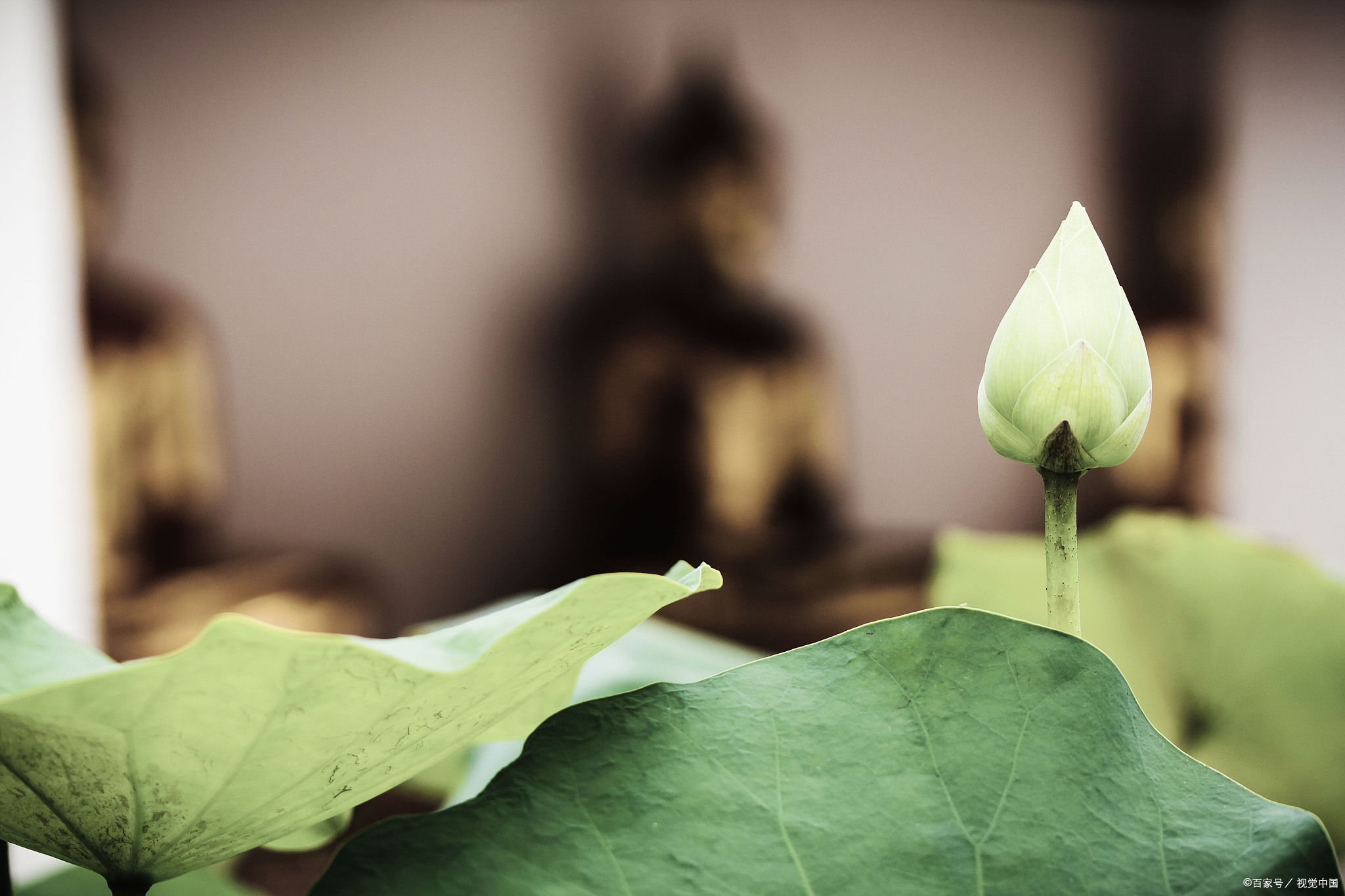 林清玄:清净心看世界,欢喜心过生活,平常心生情味,柔软心除碍