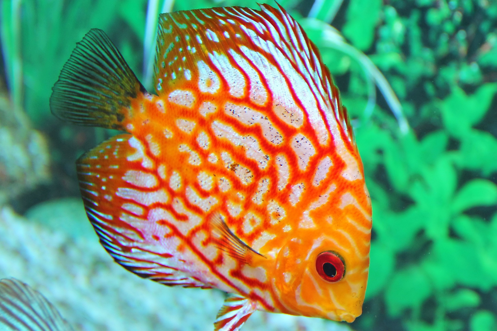 鹦鹉鱼,热带海域的绚烂明珠