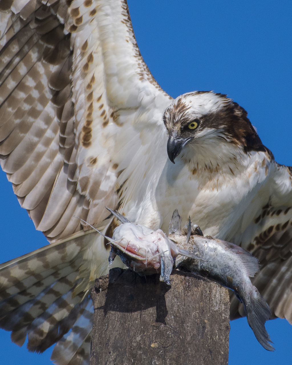 白头海雕,美国国宝,壮丽生物,展现美国精神文化.