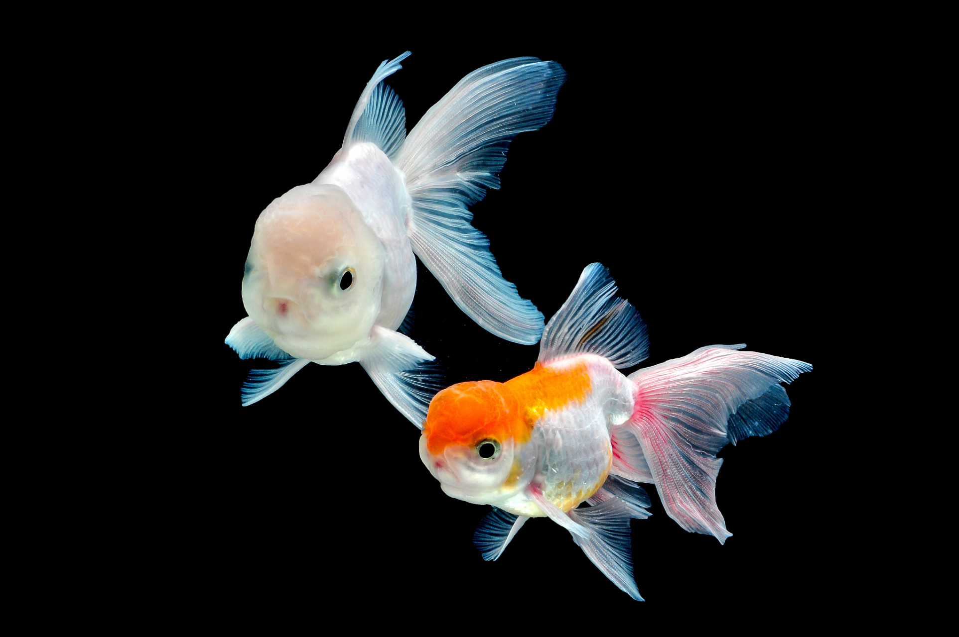 市场上有不少卖小鱼的,想买,又不敢买.