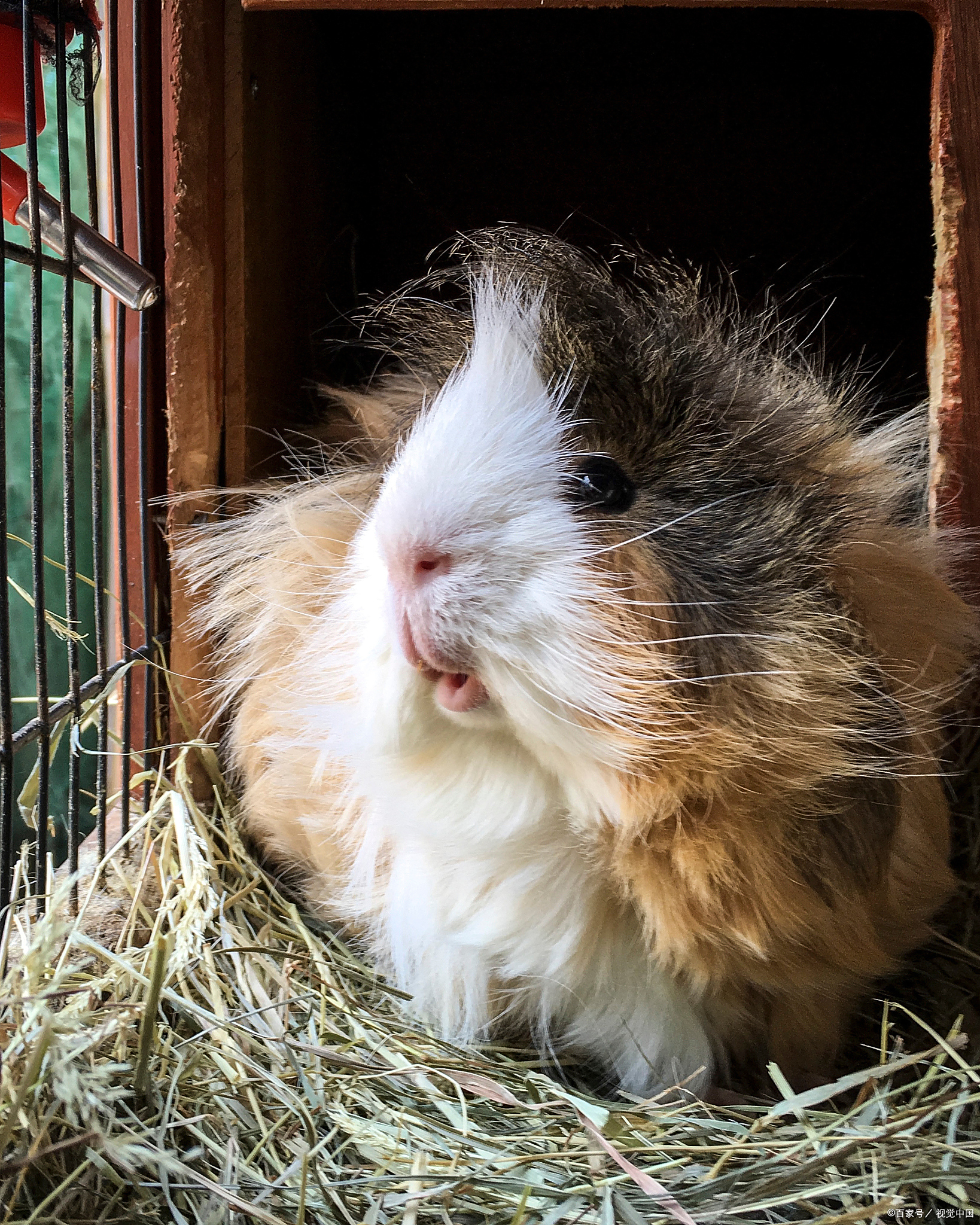 根据国际实验动物评估和认证协会(aaalac)标准,单只成年荷兰猪的最小