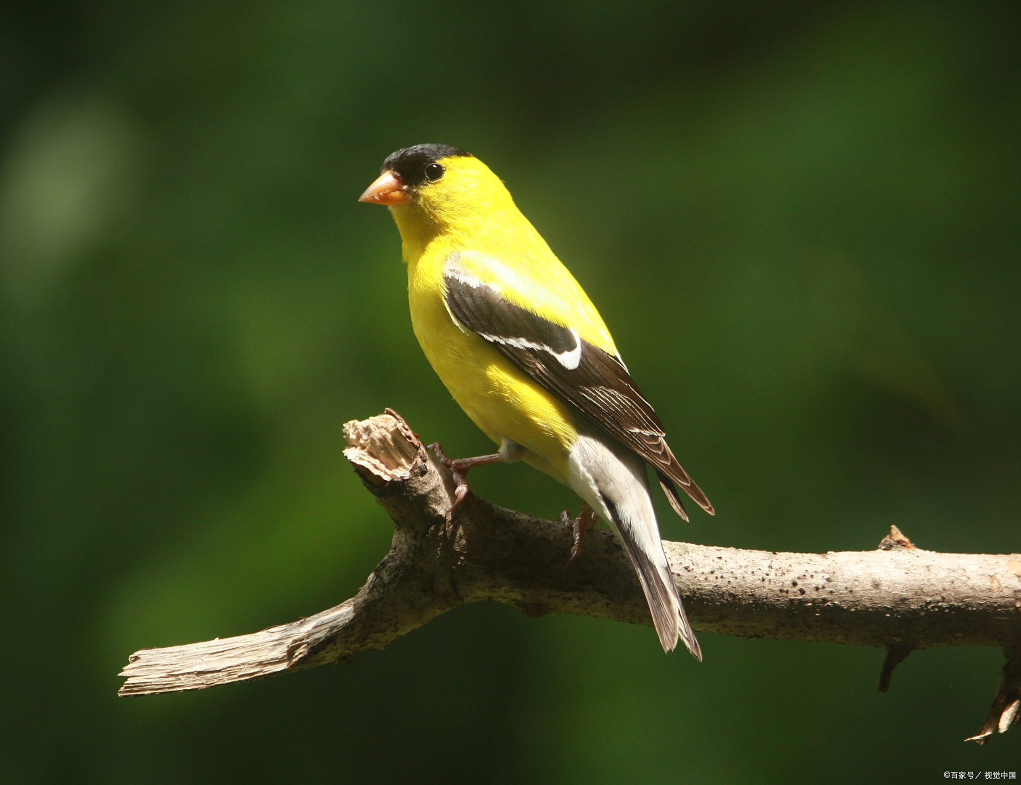 黄雀是一种受欢迎的鸟类,其悦耳的叫声能够给人们带来愉悦和放松的