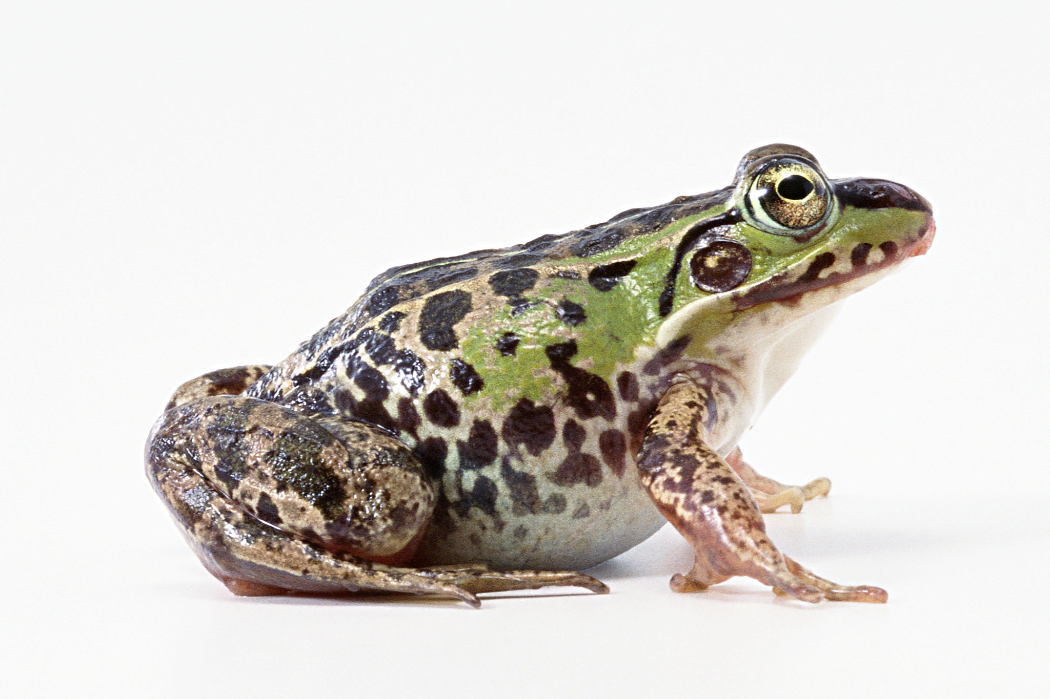 对青蛙过敏或不喜欢其味道的人则不宜食用.[原文:青蛙是可以吃的吗]