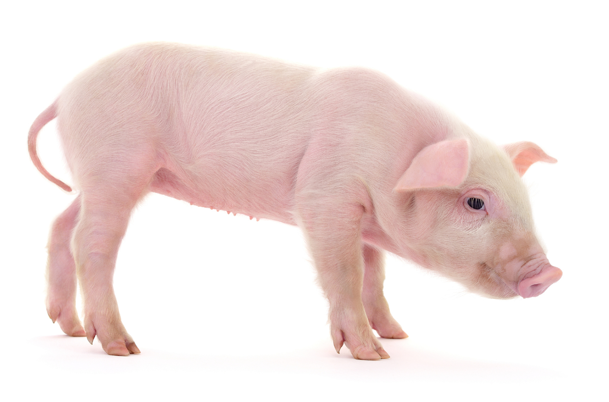 生肖猪# 属猪的人,向来以其善良和豁达的性格为人所称颂.