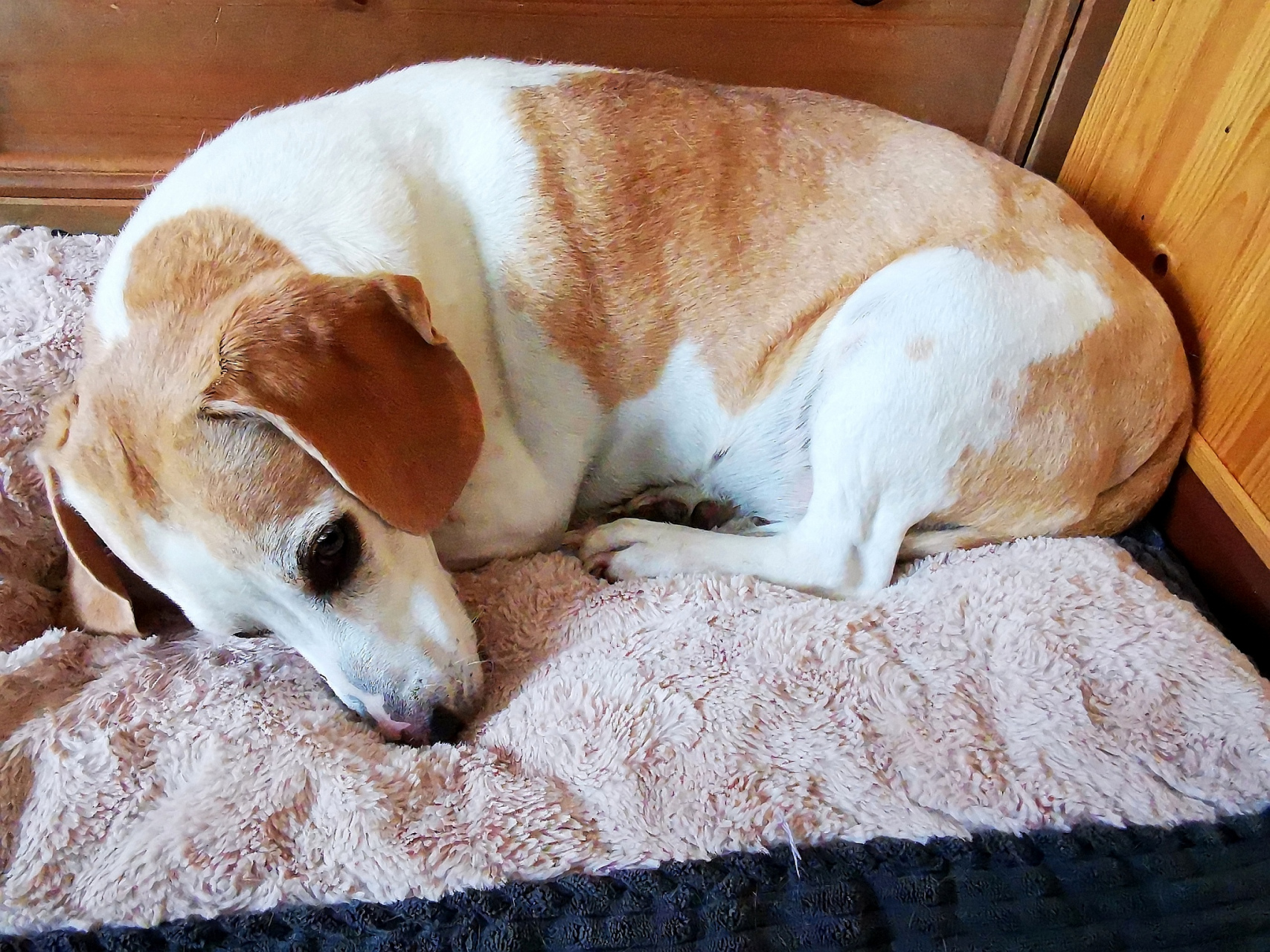 如果你的狗狗趴着不动不吃不喝,这可能是一个不正常的行为,需要引起