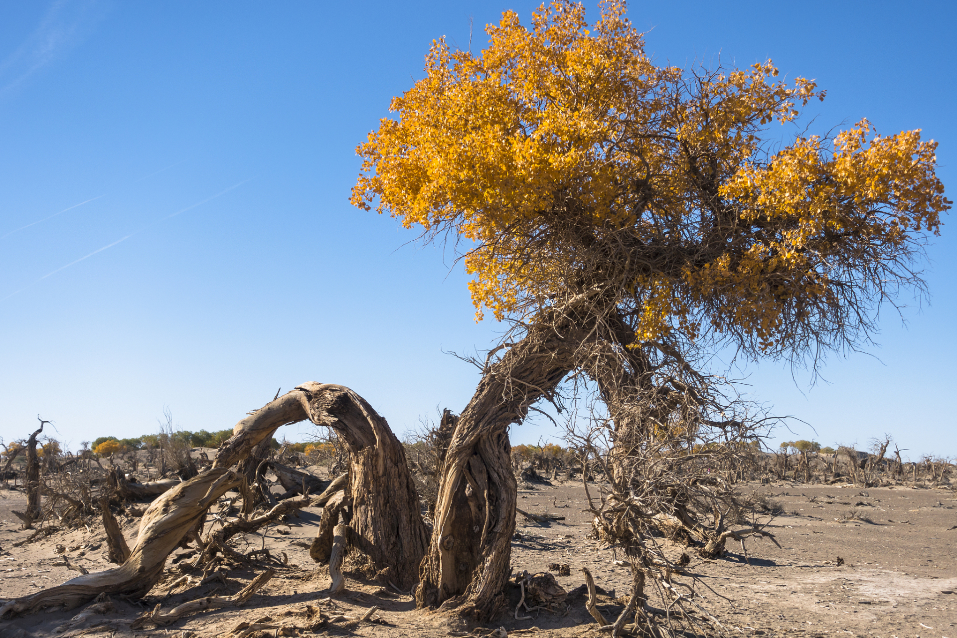 九月动态激励计划# 生而千年不死,只属于秋季的胡杨林——乌尔禾