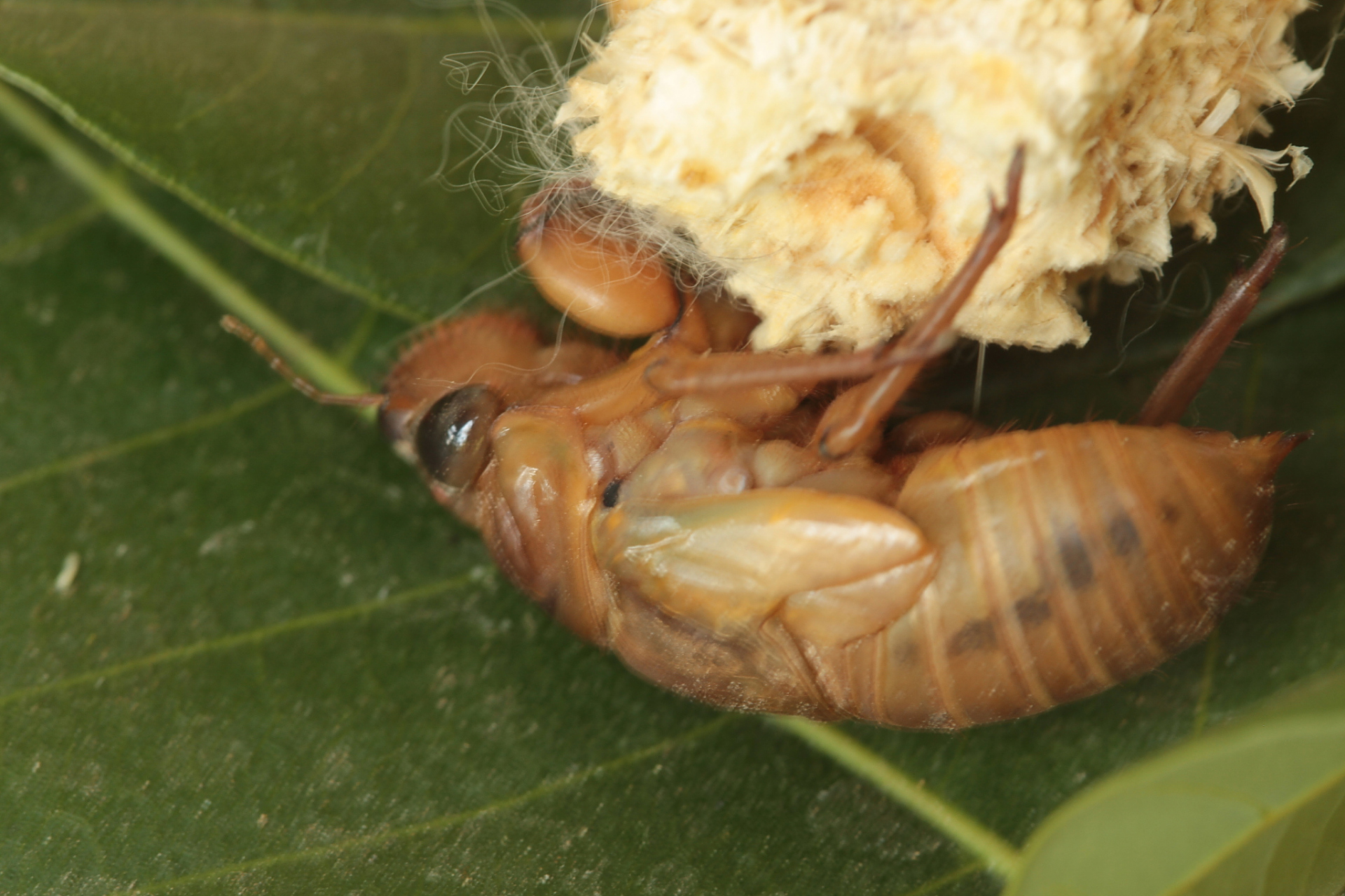蝉在产卵时,通常会找当年生的一些细小的树枝,这些树枝的直径通常不会