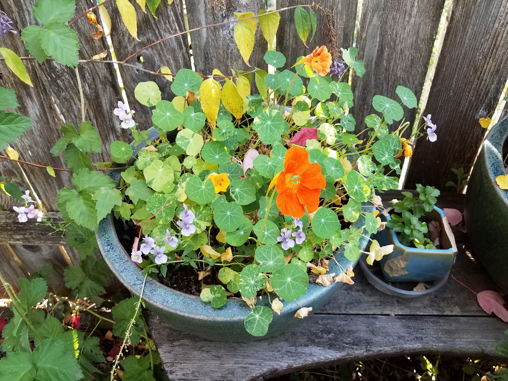 旱莲花养殖要点:  1.