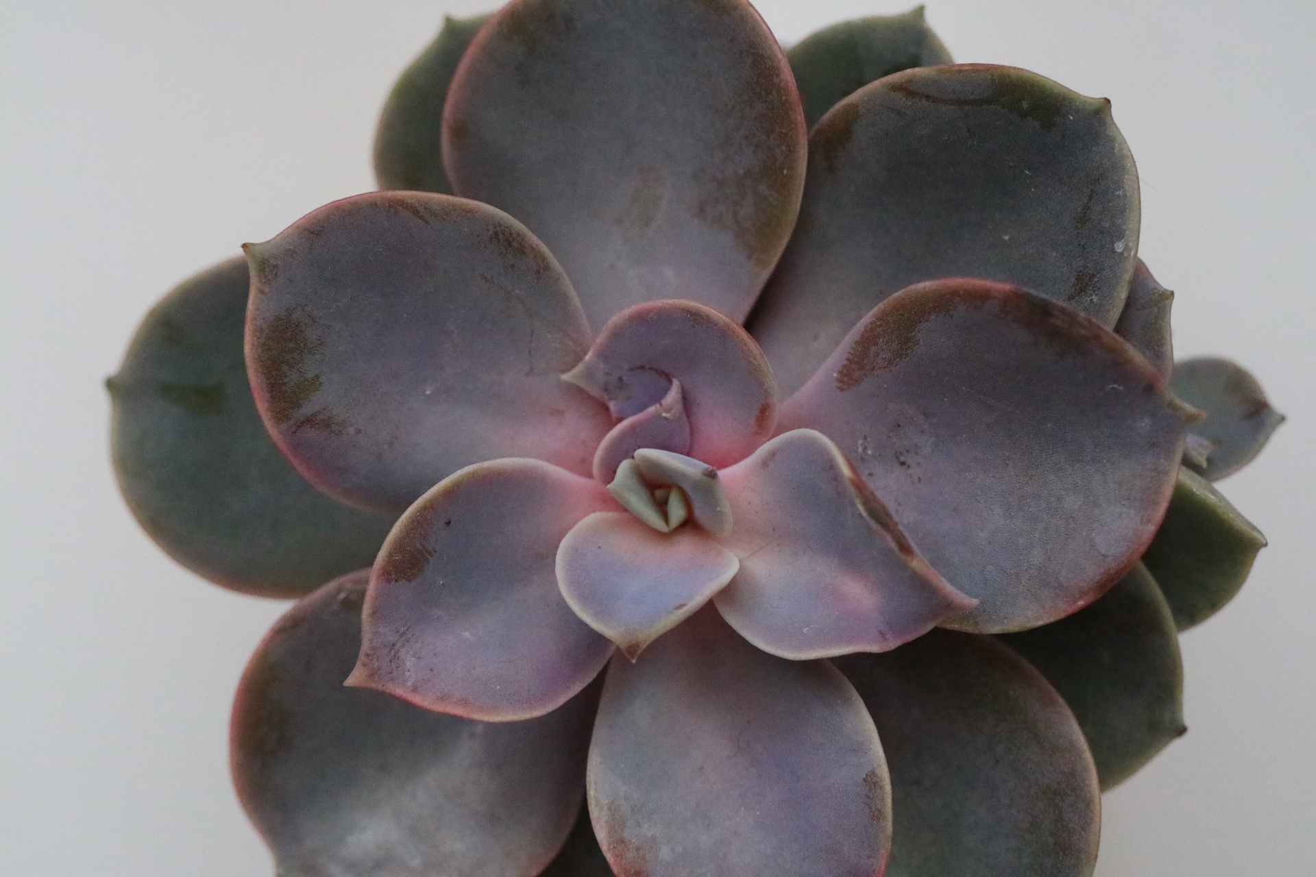 多肉紫珍珠,是一种美丽且受欢迎的多肉植物,它具有迷人的紫色叶片和