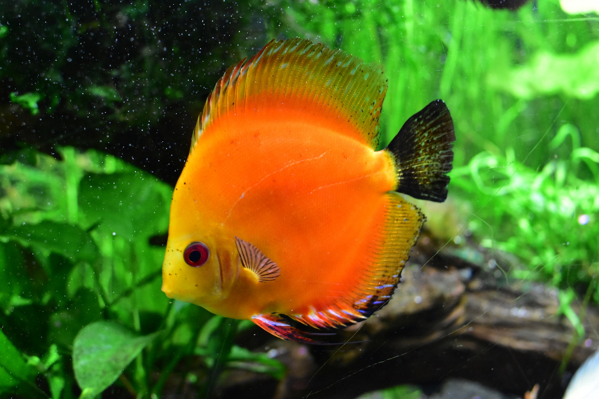 分享一下你们小鱼的照片呗!