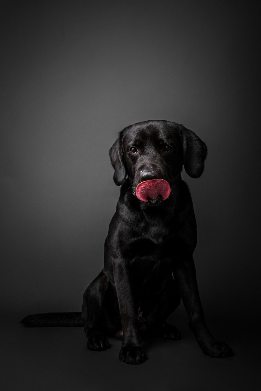 萌宠治愈季# 判断黑色拉布拉多犬纯正性的重要方法之一.
