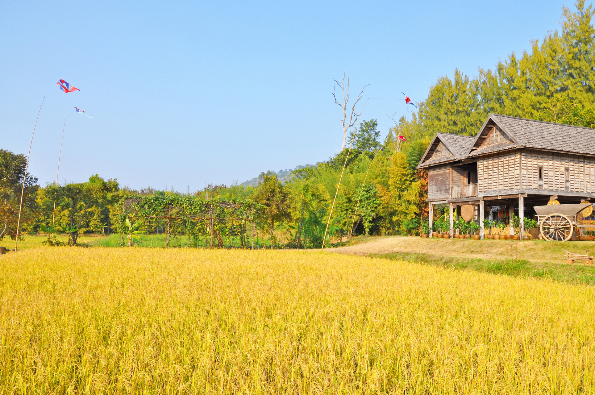 金黄的稻田景色图片