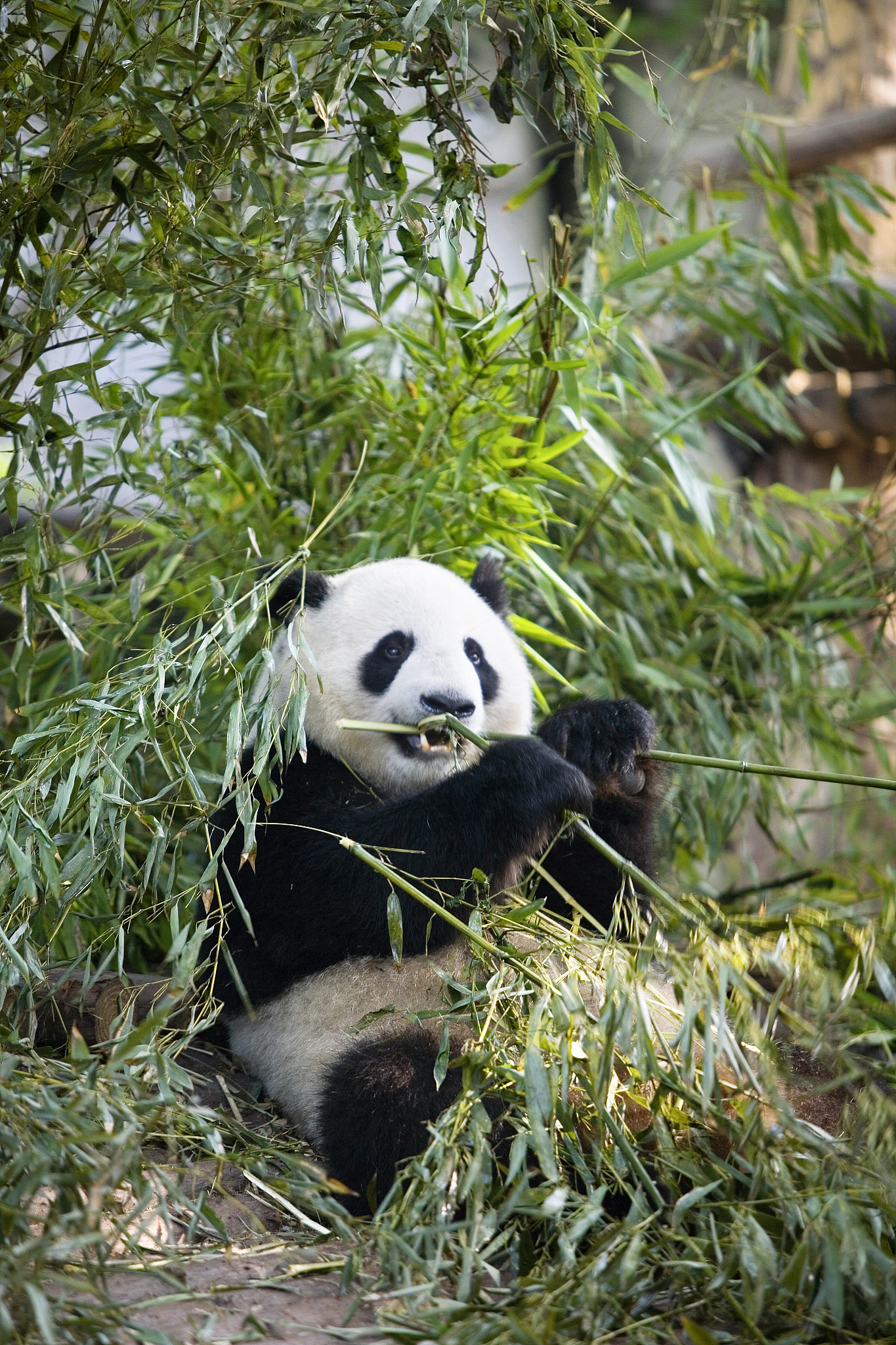 近日,大熊猫的饲养管理和健康状况引起了广泛关注