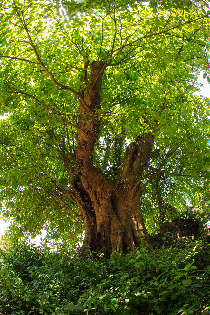 夏日闪光旅行家# 严田古樟民俗园,宛如一颗被时光遗忘的珍宝,隐匿在
