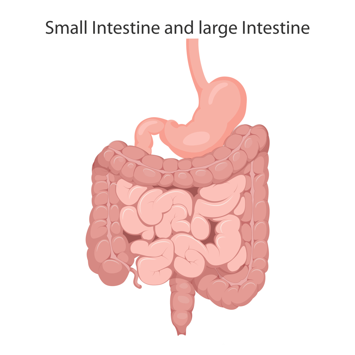 胃,小肠,大肠介绍