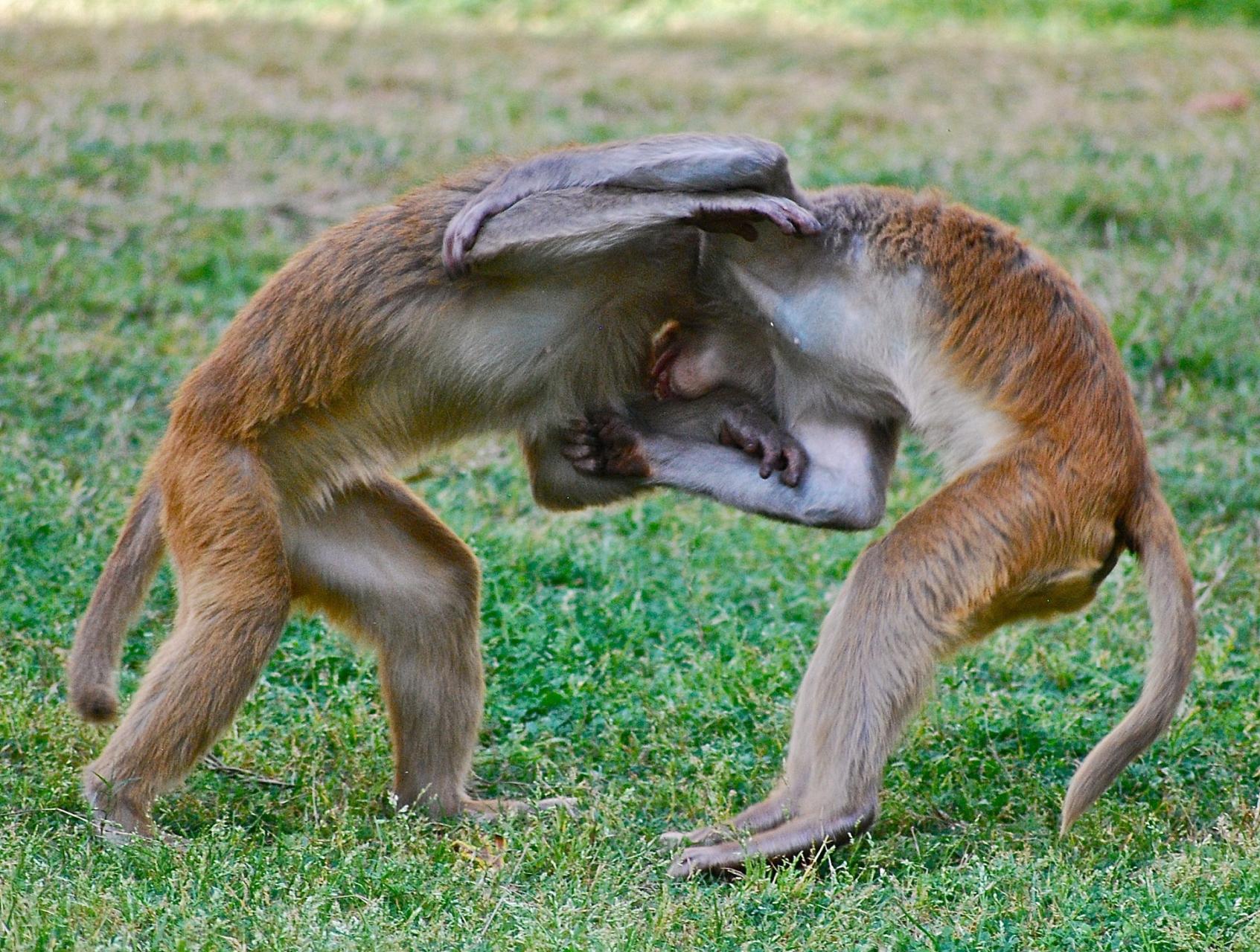 两只猴子在摔跤比赛,动作可一点也不含糊啊,原来猴子除了爬树,摔跤
