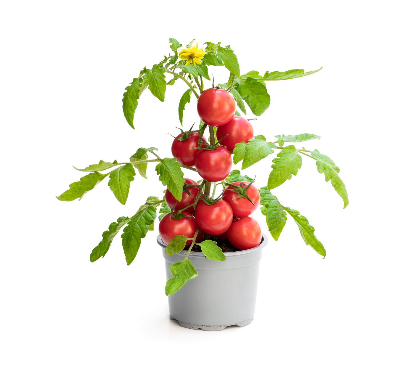 盆栽西红柿土多深图片