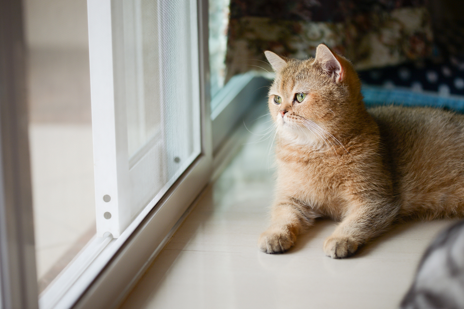 小猫是平淡生活的解药,是毛茸茸的充电宝.