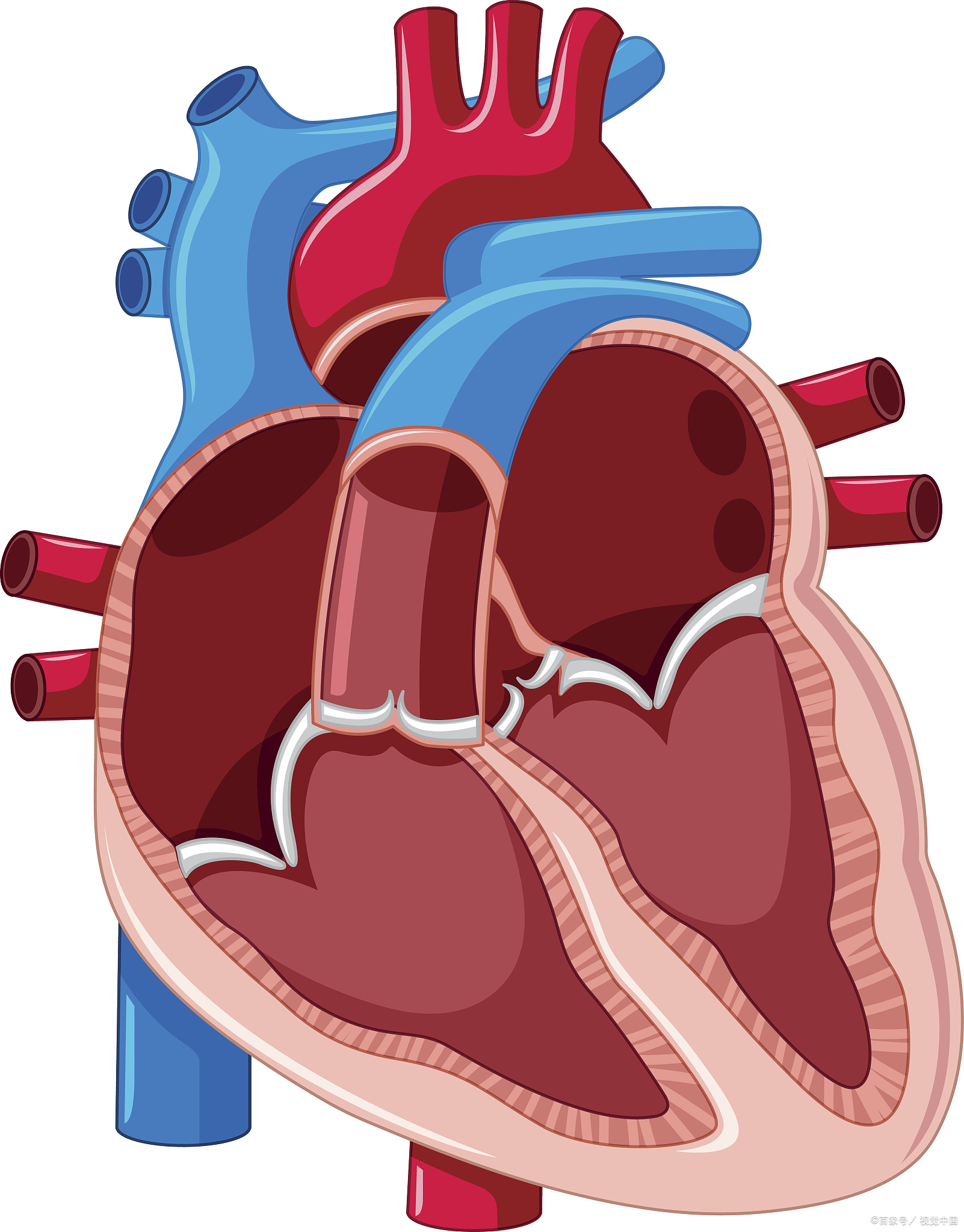 图片心脏卡通心输出量心输出量图片心率心脏图片心脏 卡通跳动的心脏