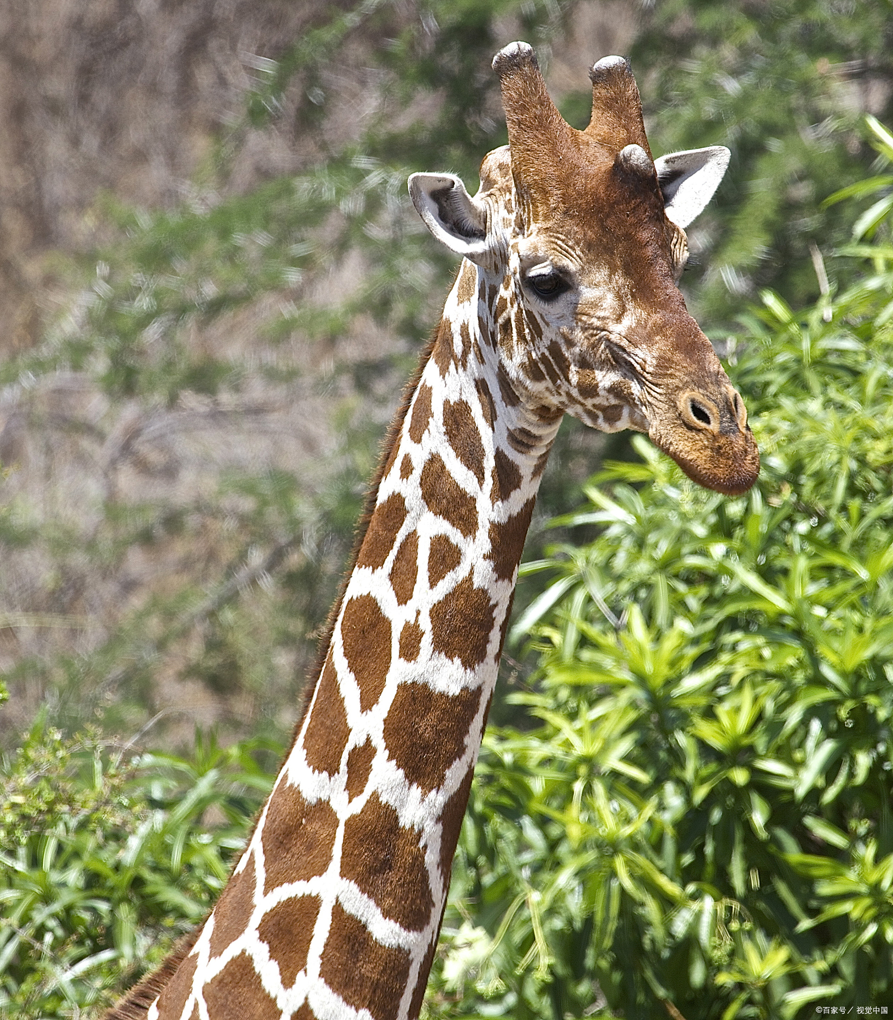 长颈鹿的"超级舌头":能舔到自己的耳朵!