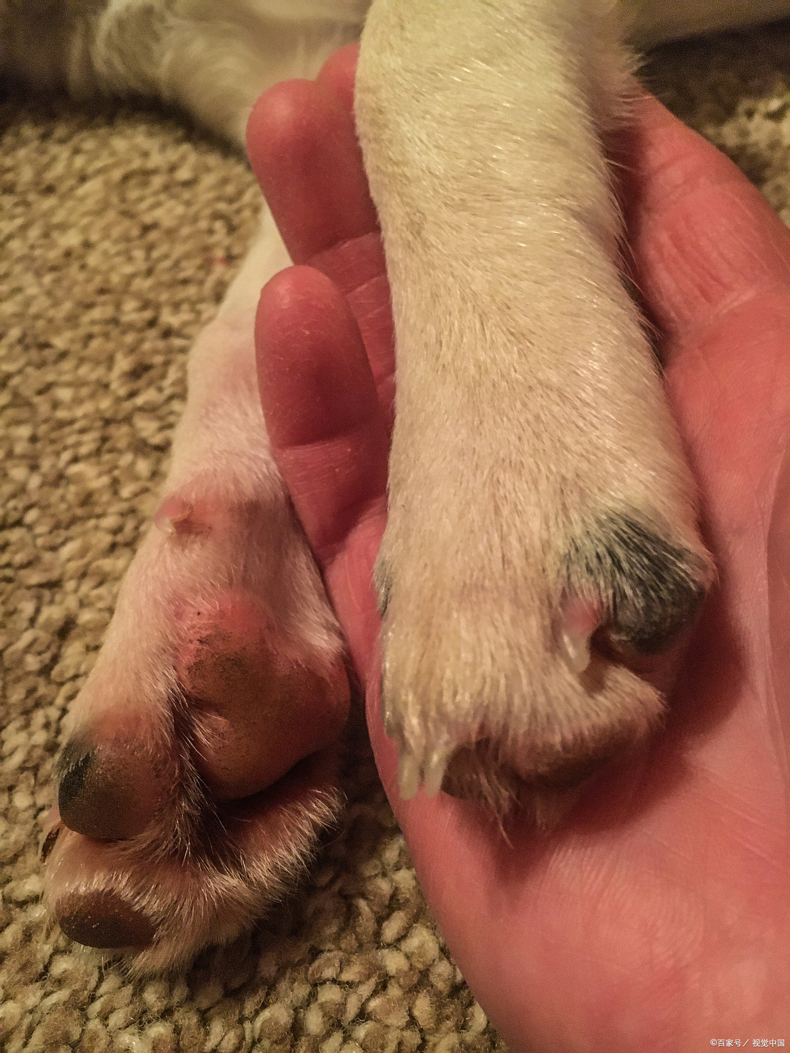 狗狗指甲过长已经弯曲,该如何剪指甲保护它的爪子呢?