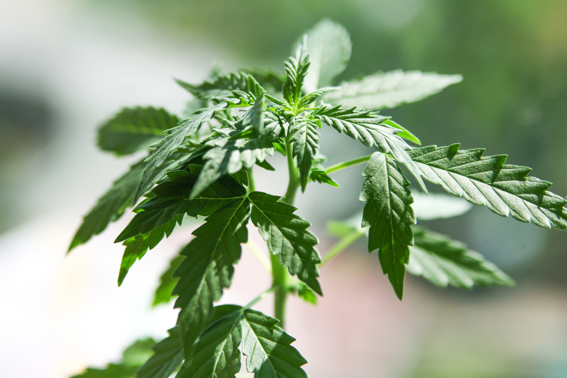 艾叶是一种常见的药用植物,历史悠久,被广泛用于中药治疗各种疾病.