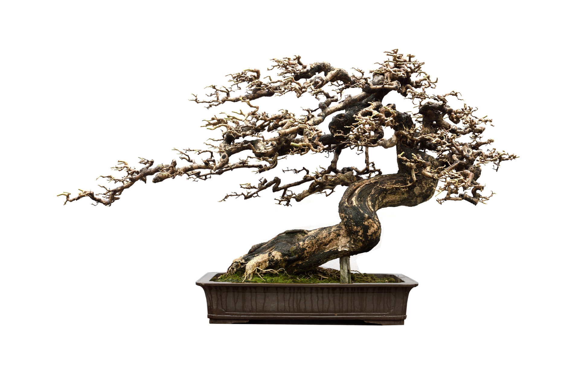 盆景榆树,多样造型等你来选!曲干,斜干,临水,悬崖,附石,各有千秋.