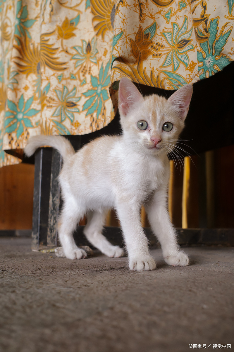 现代家猫的直系祖先为非洲野猫(*felis lybica*),约9500年前在新月沃