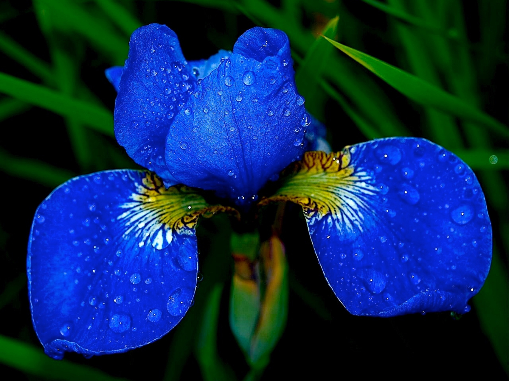 蓝色蝴蝶花的花语图片