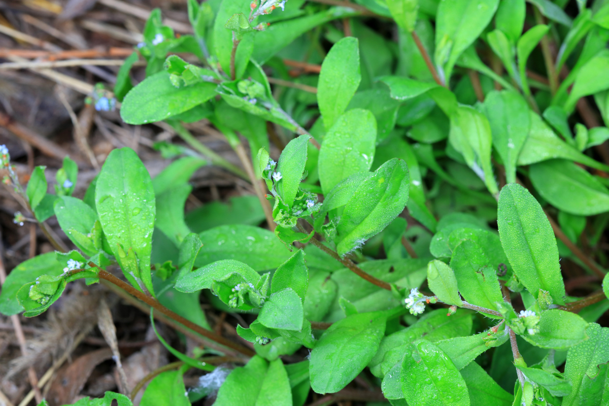 想种草药却无从下手?别急,跟着专家学!