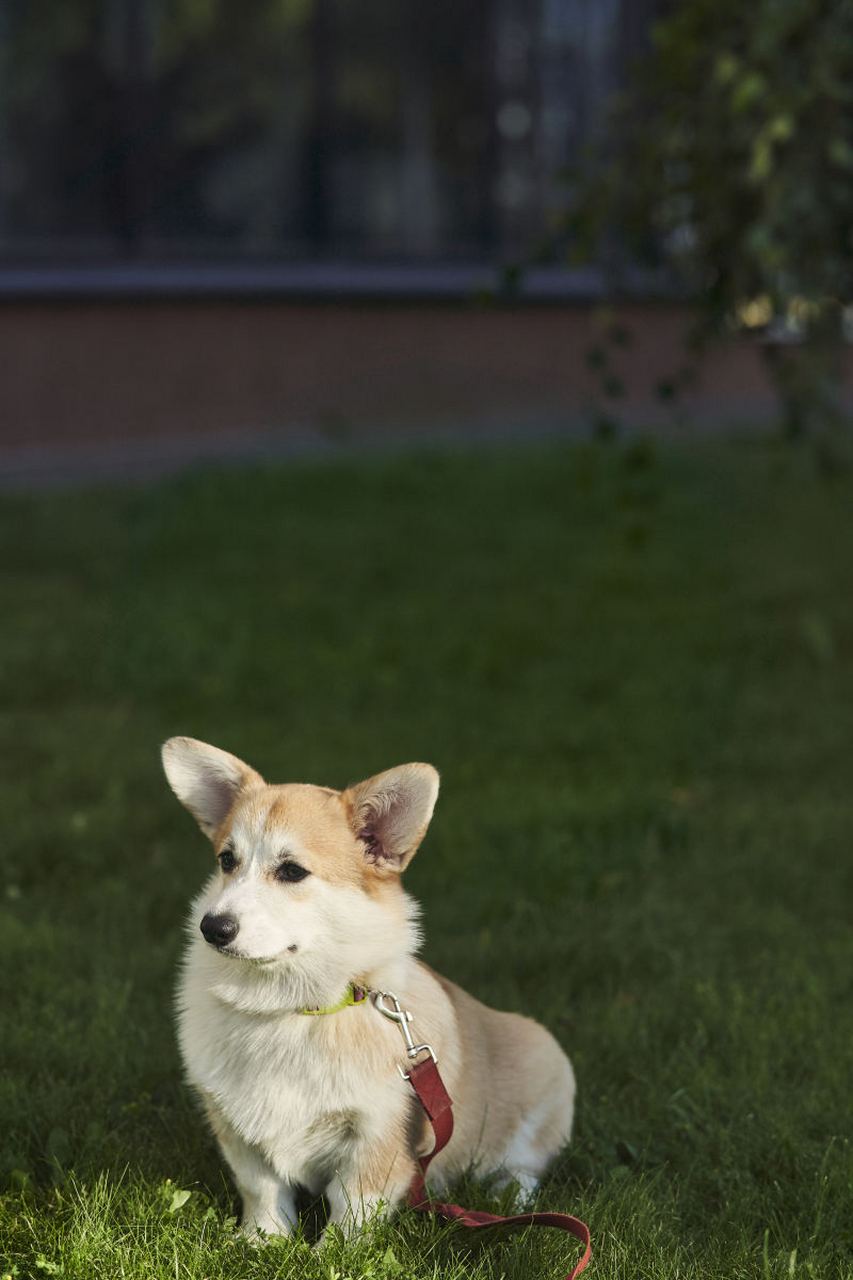 短腿萌神柯基犬,温顺聪明又忠诚!别再误解它凶猛啦.