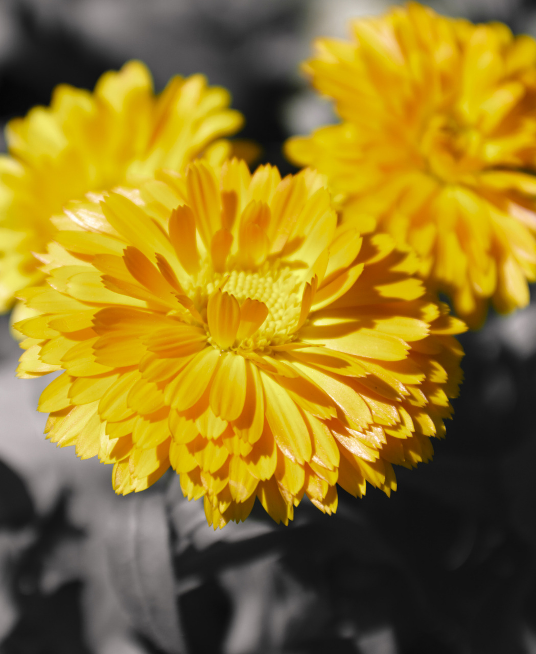 那我就站在医学的角度跟大家聊一聊这个问题 我们菊花的括约肌是一个