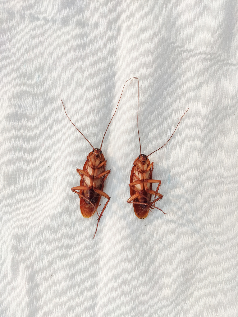 今天,我要和大家分享一个让人头疼却又常见的问题