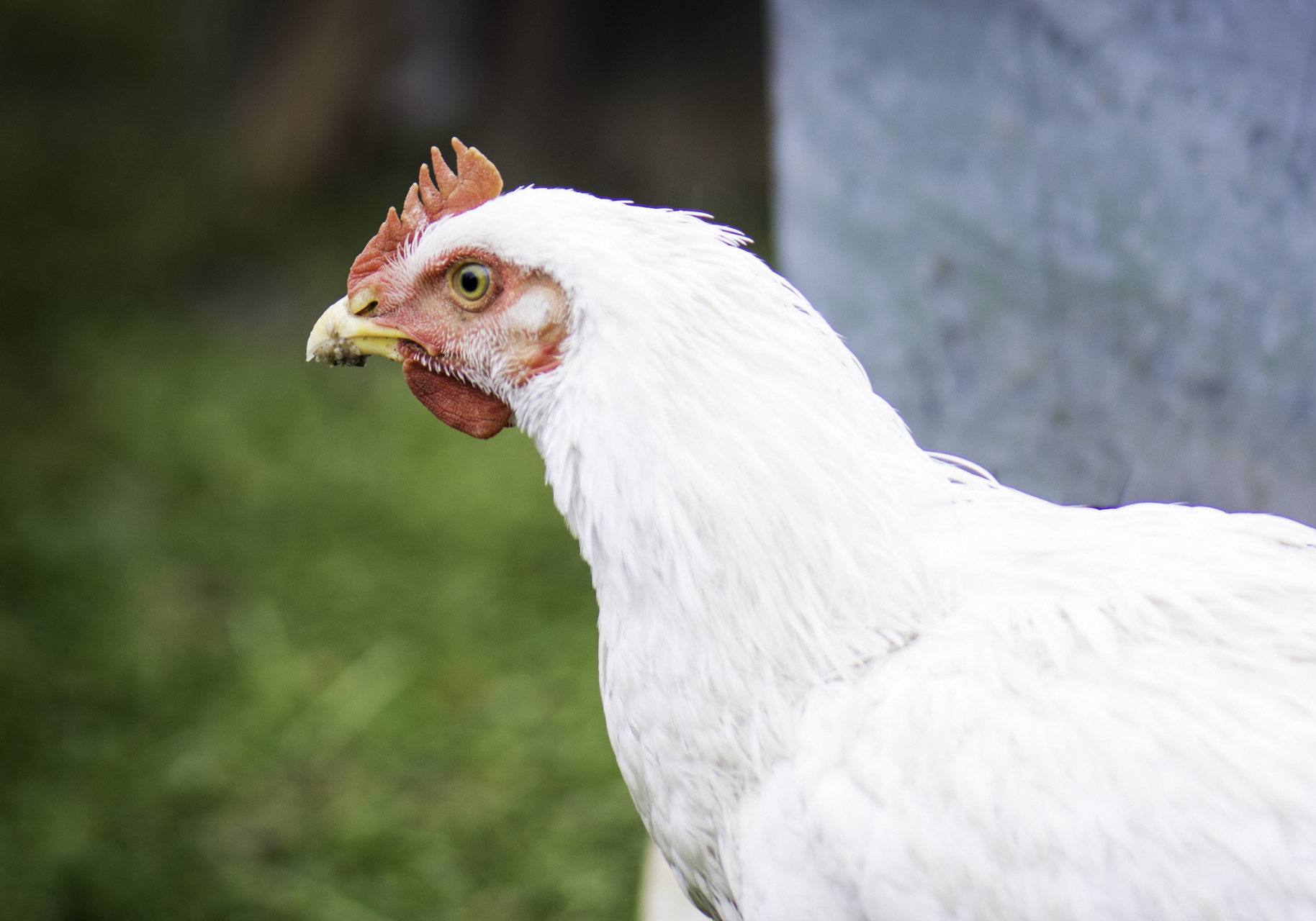 白色鸡适合作为宠物或食用.[原文:白色的鸡是什么品种?养鸡.