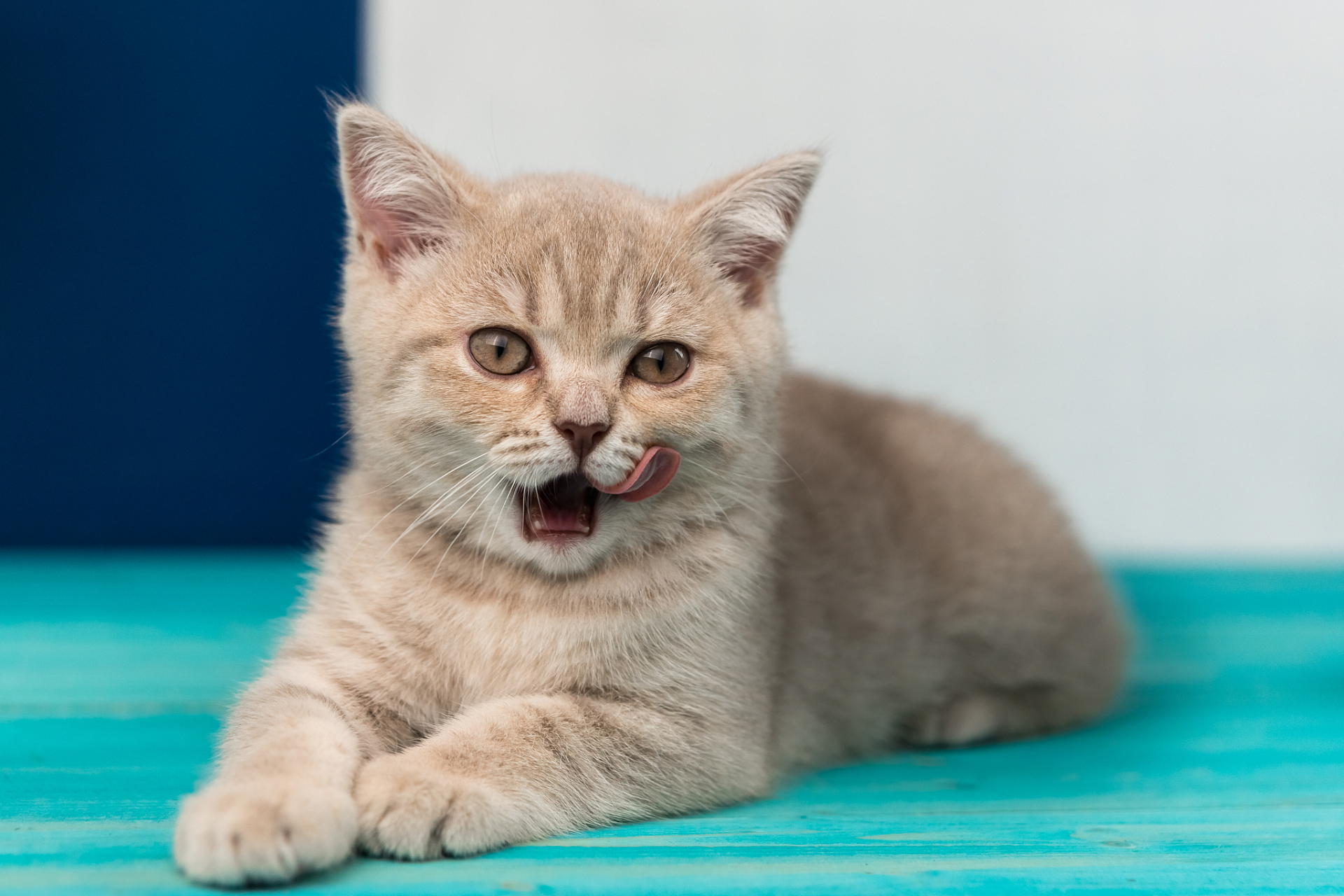 猫是一种可爱,灵活,温顺的动物,拥有漂亮的外貌和亲近人类的性格,是