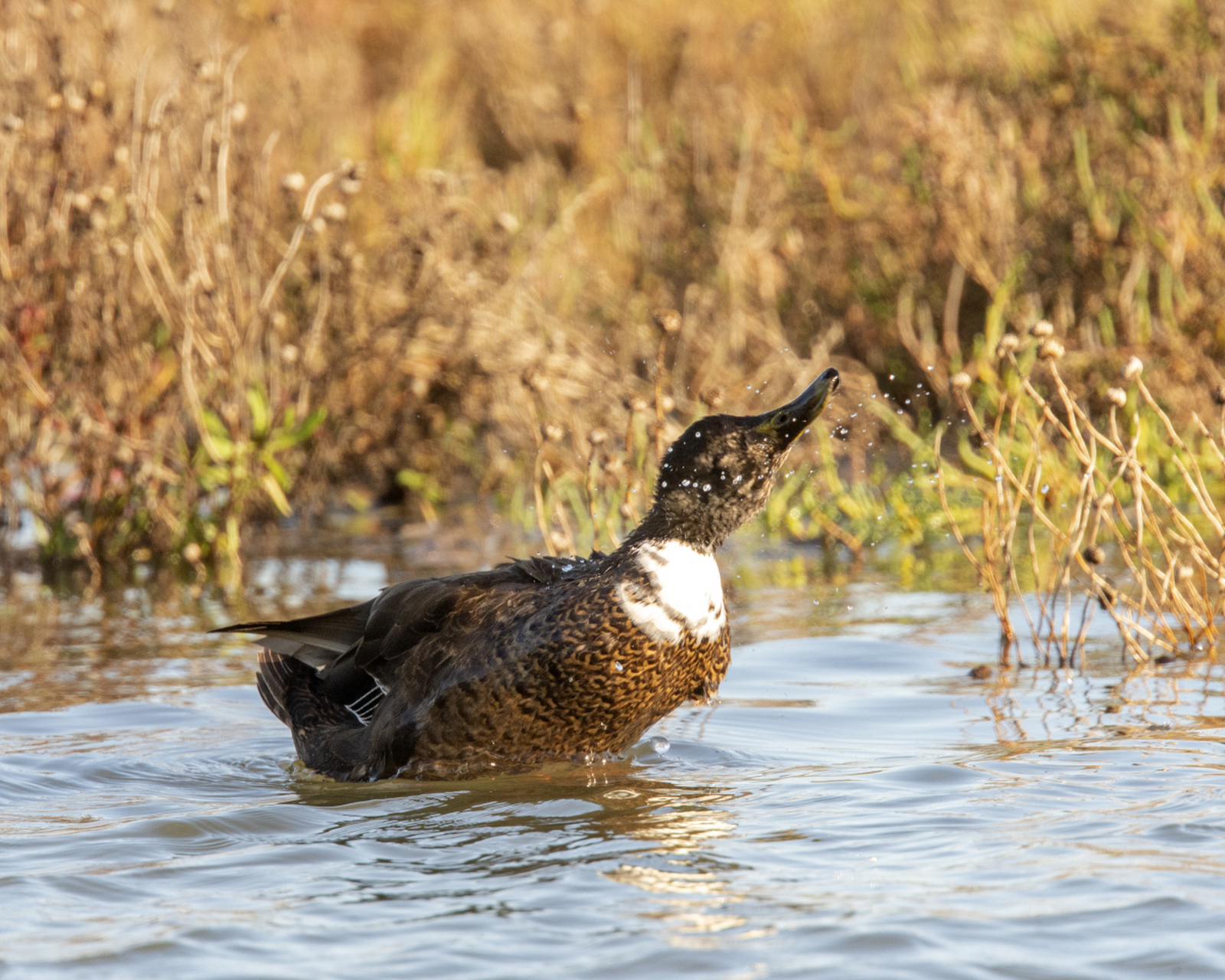 赤麻鸭属于雁形目,鸭科,麻鸭属,其体型比家鸭稍大,体长可以长到51-68