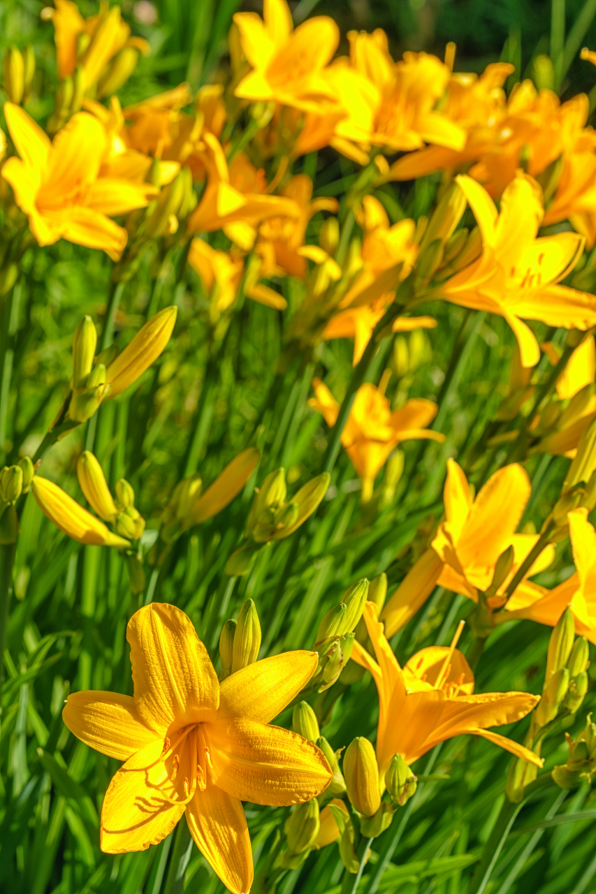新鲜黄花菜,当心食物中毒  鲜黄花菜中的秋水仙碱,被胃肠道吸收代谢后