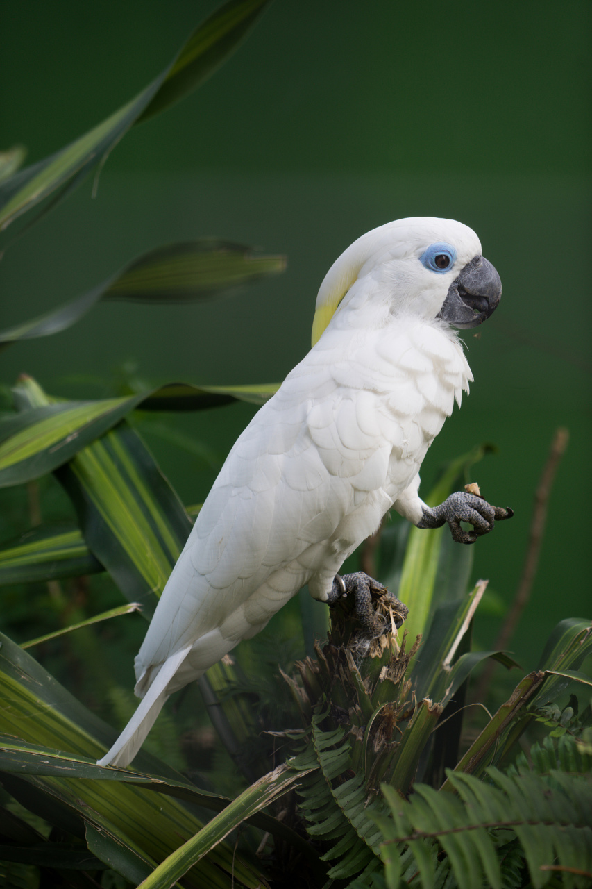 小葵花凤头鹦鹉是一种非常聪明且可爱的鸟类.