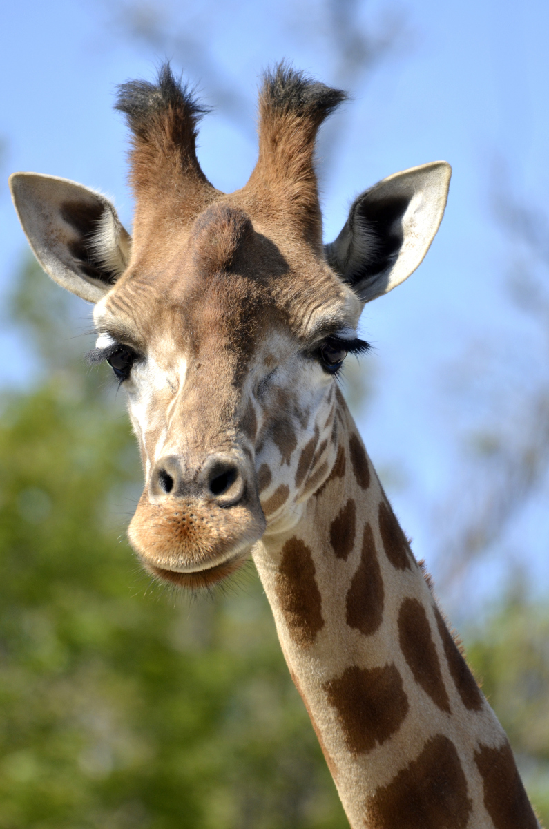 来大连森林动物园,看看长颈鹿是怎么"高瞻远瞩"的!